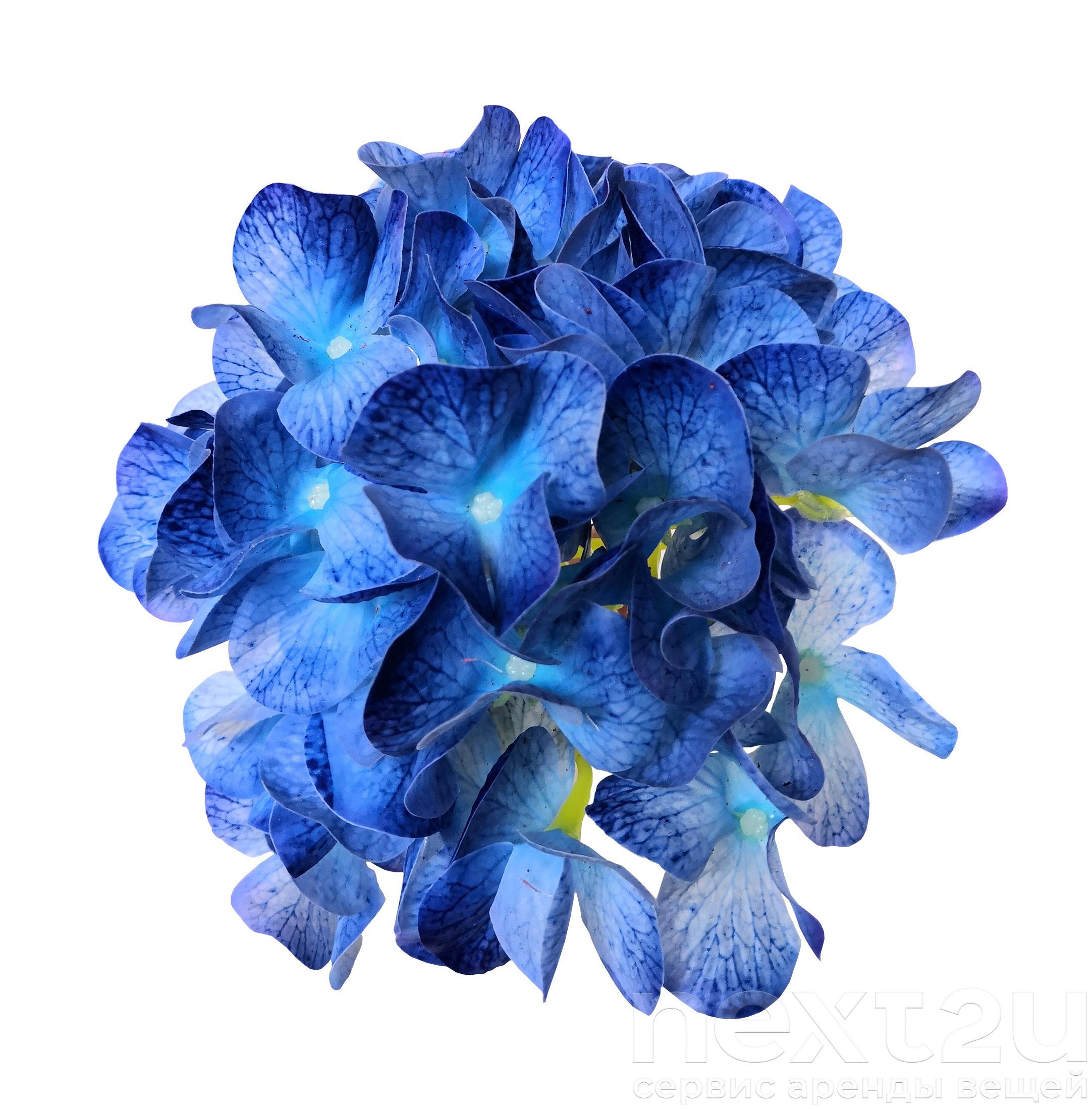 Синий флер. Синий флер. Синий мерседес и цветы. Композиция со сладостями. Букет из темно-синих лилий фото.